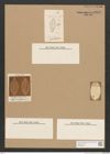 Diatomeae indet. Zeichnungen Sammlung Grunow Nr. 2473 (NHMW-BOT-W0369650)